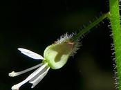 Circée Paris (Circaea lutetiana)