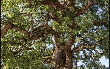 Divers- On ne voit pas ça tous les jours - 3
