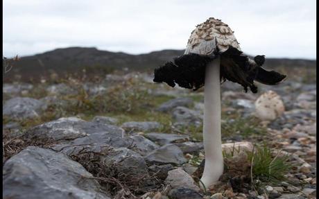 Divers- On ne voit pas ça tous les jours - 3