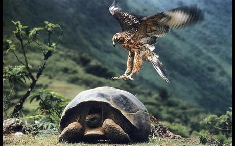 Divers- On ne voit pas ça tous les jours - 3