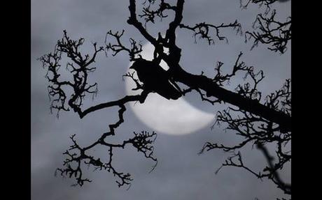 Divers- On ne voit pas ça tous les jours - 3