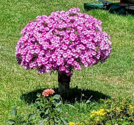 Wanderung in Possehofen unter der Sonne von Sisi —38 Bilder / 38 photos — Promenade à Possenhofen sous le soleil de Sissi