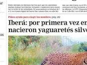 Deux petites boules poils dans Lagune Iberá, c’est mignon comme tout [Actu]