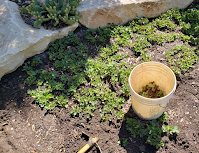 Quand je dois arracher mes plants de fraises