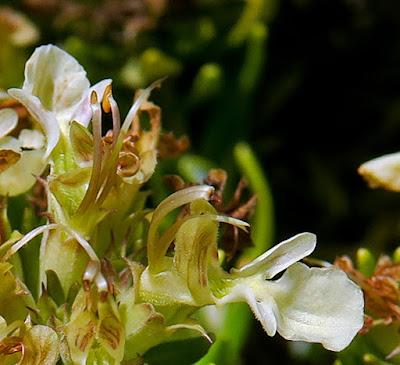 Germandrée des montagnes (Teucrium montanum)