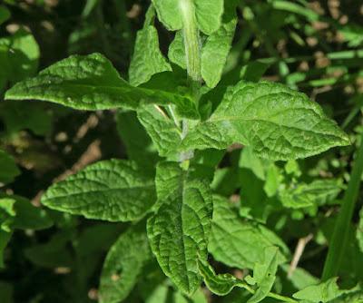 Pulicaire dysentérique (Pulicaria dysenterica)