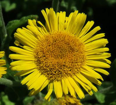 Pulicaire dysentérique (Pulicaria dysenterica)