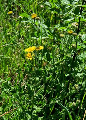 Pulicaire dysentérique (Pulicaria dysenterica)