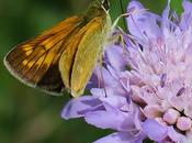 Sylvaine (Ochlodes sylvanus)