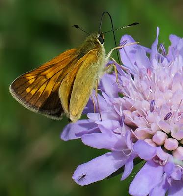 Sylvaine (Ochlodes sylvanus)