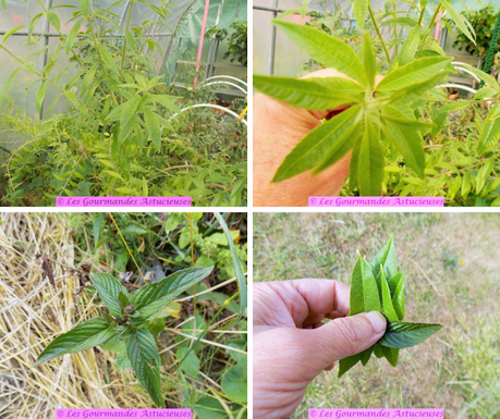 Gaspacho concombre-courgette (Vegan)