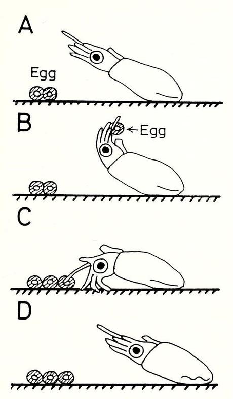 Le titre de cette figure est 'semi-schéma du dépôt d’œufs par Idiosepius pygmaeus