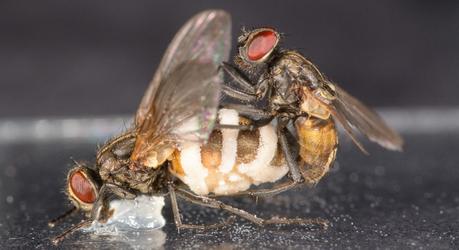 Un champignon pathogène altère les composés volatiles de cadavres de mouches femelles pour les rendre plus attractifs auprès de mouches mâles.