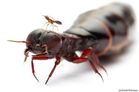 L'impressionnant polymorphisme entre la plus petite ouvrière et la reine de l'espèce de fourmis légionnaires Dorylus molestus. Photographiées par Daniel Kronauer et figurant dans son livre 