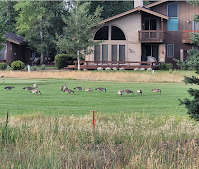 Temps pour les bernaches de retourner au Mexique …