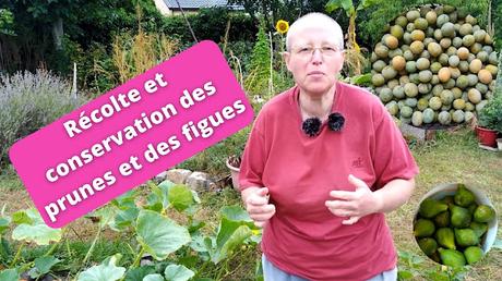 Récolte et conservation de prunes et de figues (vidéo)