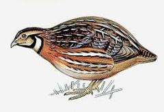 citations,expressions,culture amour,époux,oiseau,femelle,mâle