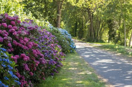 Le Circuit des Hortensias à Ploërmel #2