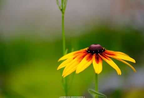 Rudbeckie…