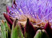 Artichaut (Cynara scolymus)