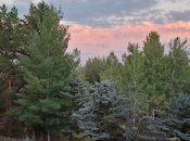 Park City forêt urbaine