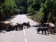 cochons sur route.jpg