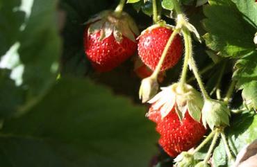 Strawberry_fraises_morengos