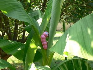 Wormie_cullian_publi