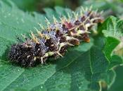 Vulcain, Atalante (Vanessa atalanta)