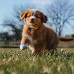 3 conseils indispensables lorsque vous achetez un chiot de race 3 conseils indispensables lorsque vous achetez un chiot de race