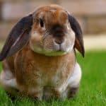 Trousse de premiers secours pour lapins : pratique en cas d’urgence !