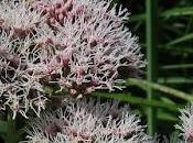 Eupatoire chanvrine (Eupatorium cannabinum)