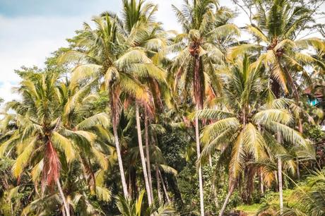 Les feuilles de mon palmier d’extérieur deviennent marrons – Que faire ? Les feuilles de mon palmier d’extérieur deviennent marrons – Que faire ?