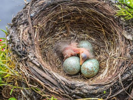 Bébé merle : Tout ce que vous devez savoir (avec photos)