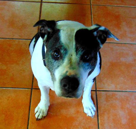 Salade de pommes de terre sans mayo Salade de pommes de terre sans mayo