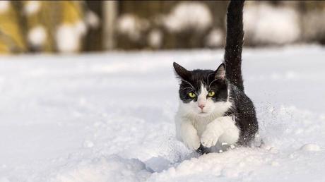 Le monde - paysages enneigés
