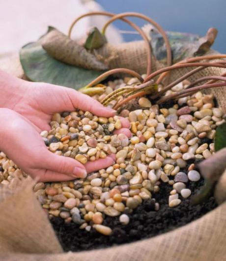 Comment faire pousser des nénuphars dans un étang ou sur votre patio ? jardinière de nénuphars