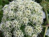 Angélique sauvage (Angelica sylvestris)