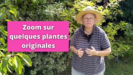 Zoom sur quelques plantes originales (vidéo)