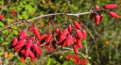 Berbéris commun, épine-vinette (Berberis vulgaris)