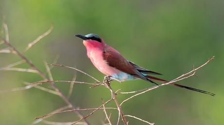 Divers - Les oiseaux 1