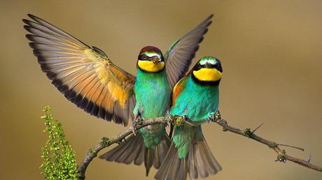 Divers - Les oiseaux 1