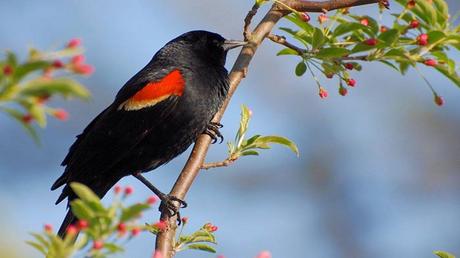 Divers - Les oiseaux 1