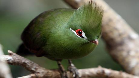 Divers - Les oiseaux 1