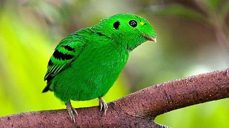 Divers - Les oiseaux 1