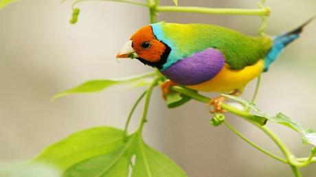 Divers - Les oiseaux 1