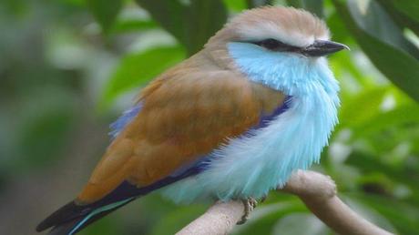 Divers - Les oiseaux 1