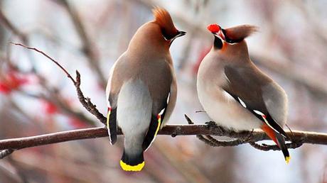 Divers - Les oiseaux 1