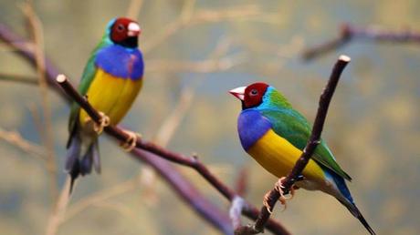 Divers - Les oiseaux 1