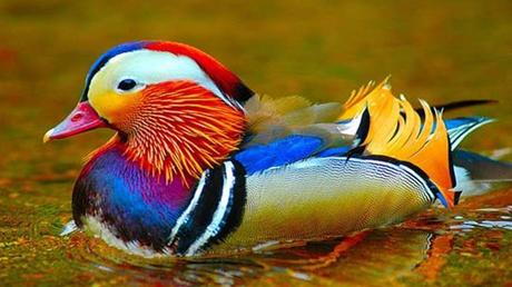 Divers - Les oiseaux 1